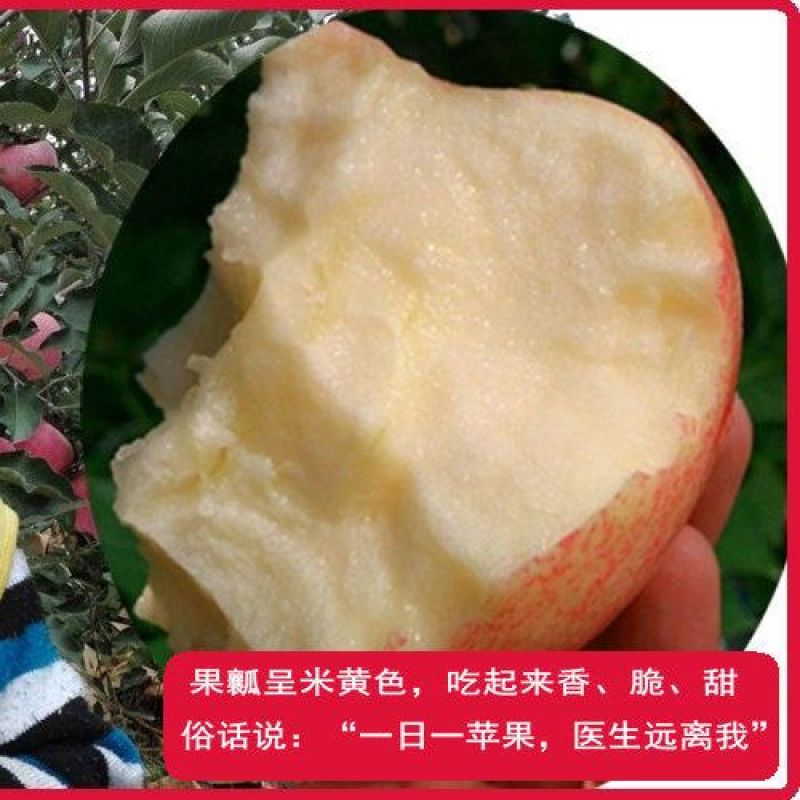 【清库处理红富士苹果】各种规格都有价格便宜保证质量