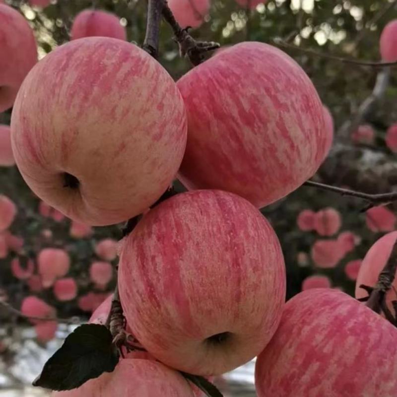 【红富土苹果大量上市】脆甜多汁果园直销随到随装