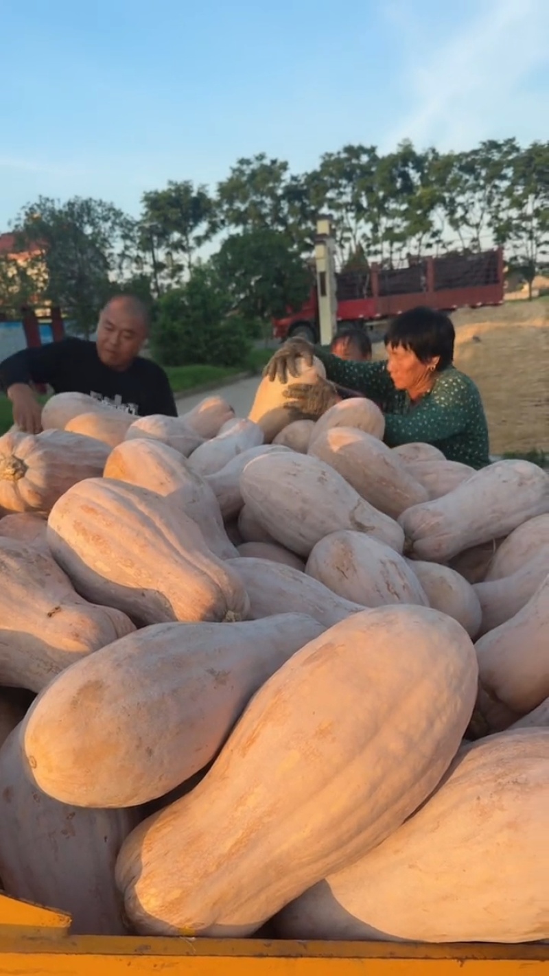 【热卖】精品金韩蜜本南瓜，产地直发质量保证