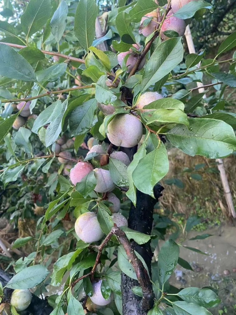 芙蓉李福建福州芙蓉李产地直发支持视频看货