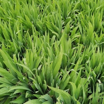 蓝蝴蝶鸢尾扁竹