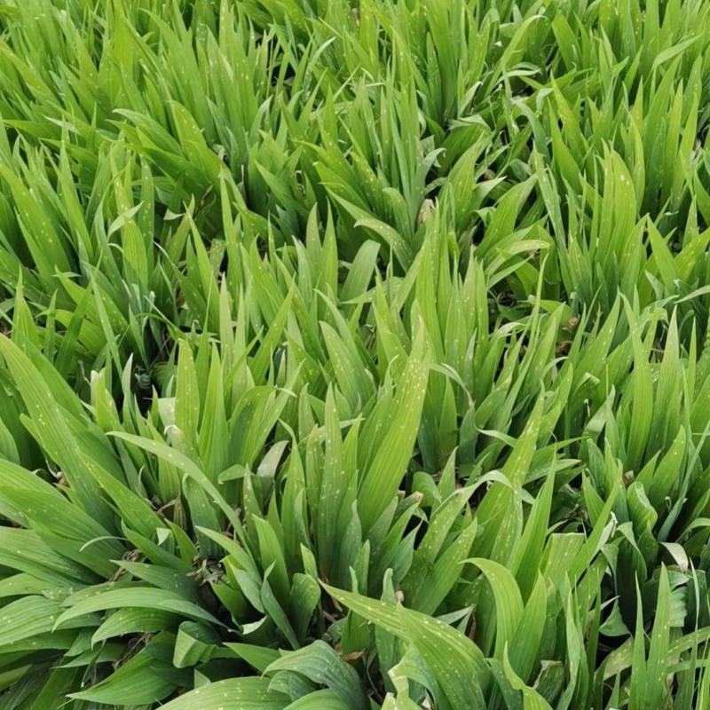 蓝蝴蝶鸢尾扁竹