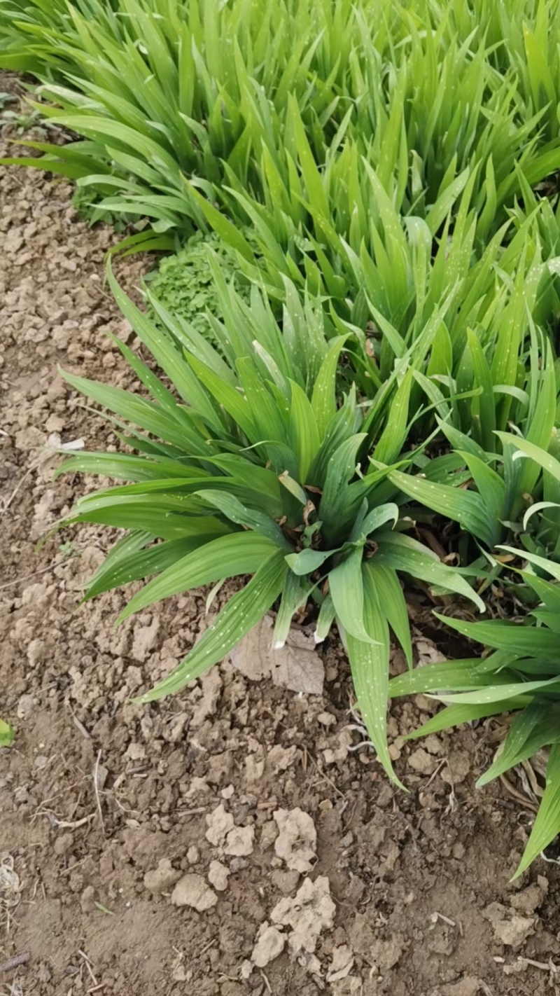 蓝蝴蝶鸢尾扁竹