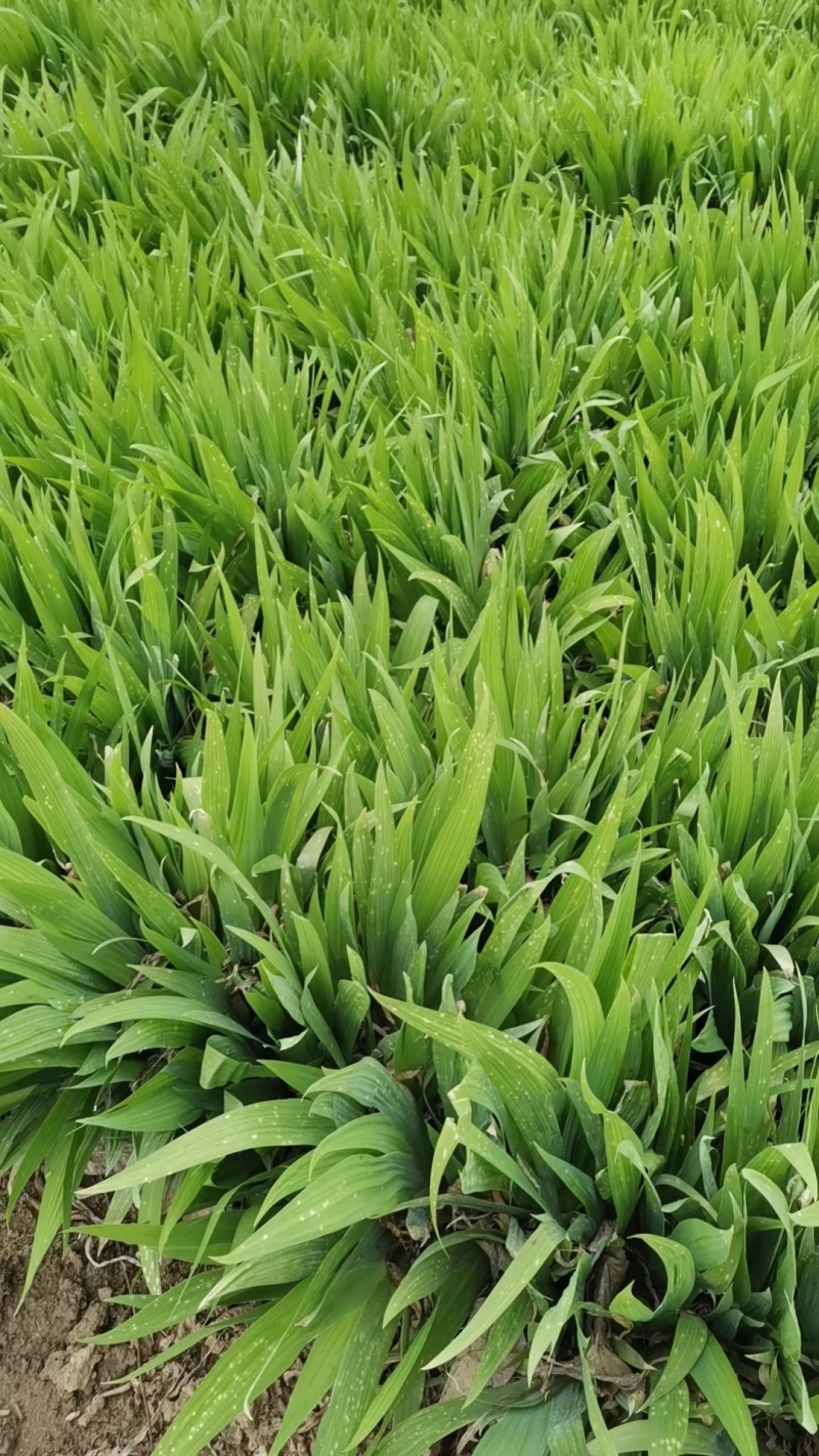 蓝蝴蝶鸢尾扁竹