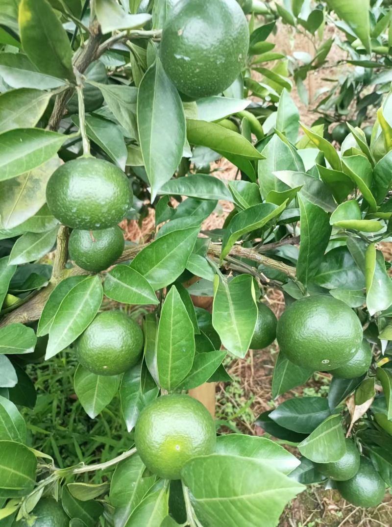 精品蜜橘，四川资阳蜜橘，基地直发，货源充足，欢迎采购