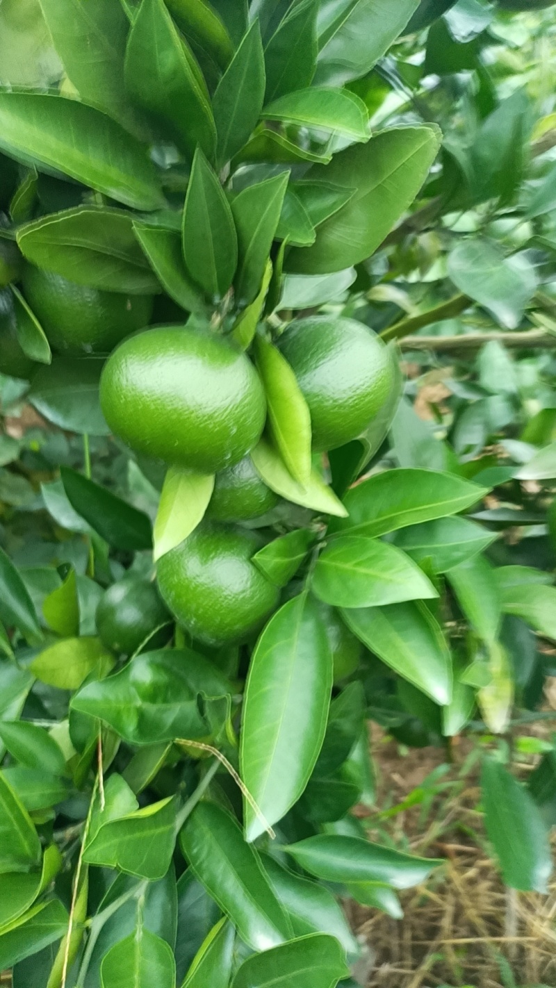 精品蜜橘，四川资阳蜜橘，基地直发，货源充足，欢迎采购