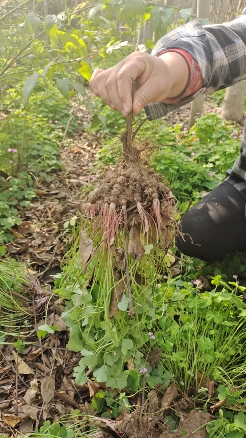 红花杂酱草，红花草