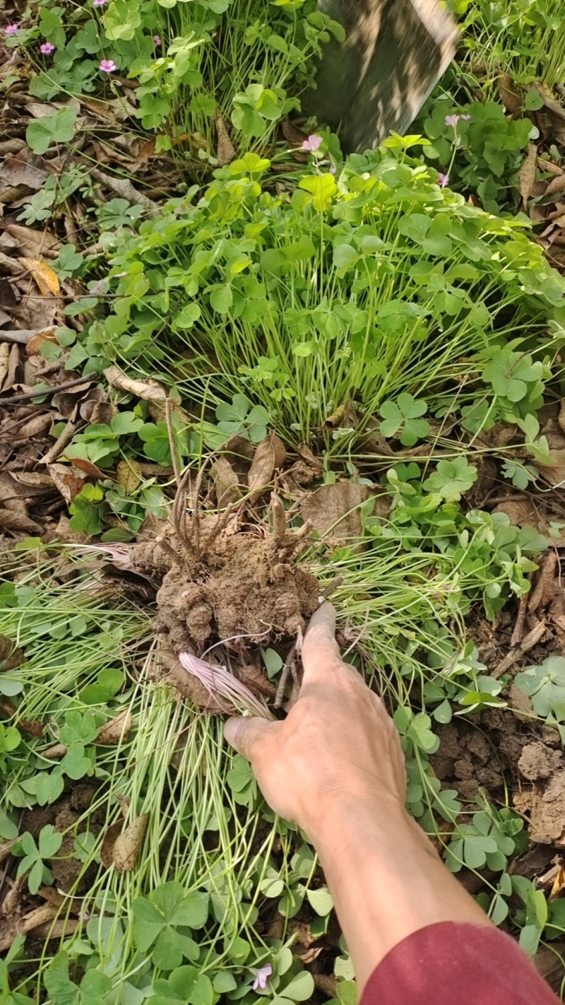 红花杂酱草，红花草