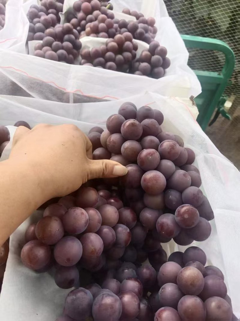 硬枝巨峰大量上市，颗粒饱满，糖分高，纯甜无酸口，产地直销
