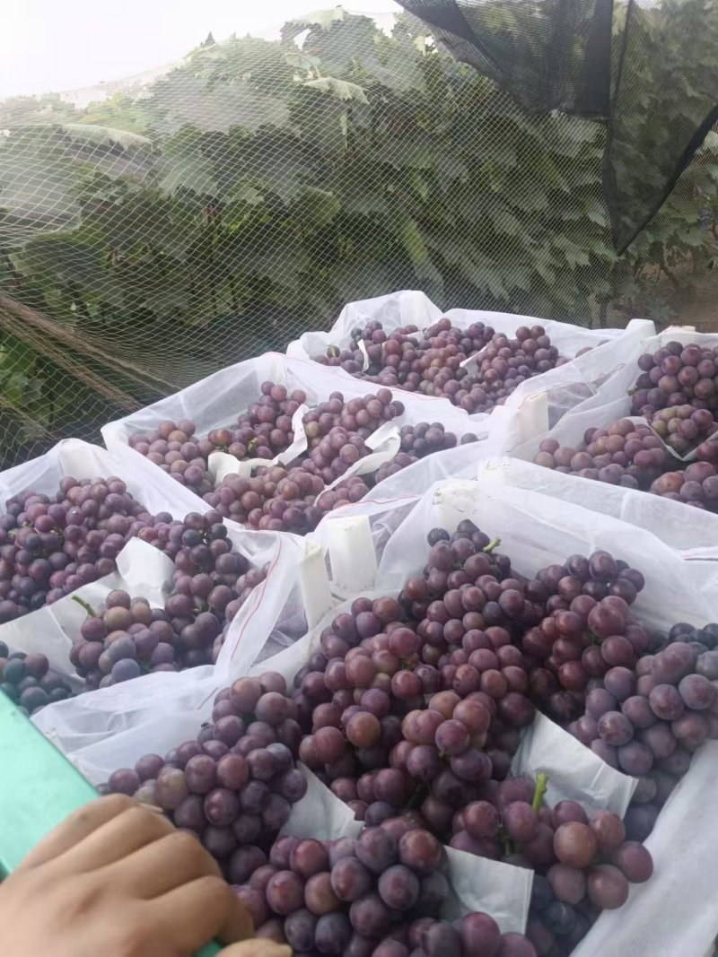 硬枝巨峰大量上市，颗粒饱满，糖分高，纯甜无酸口，产地直销