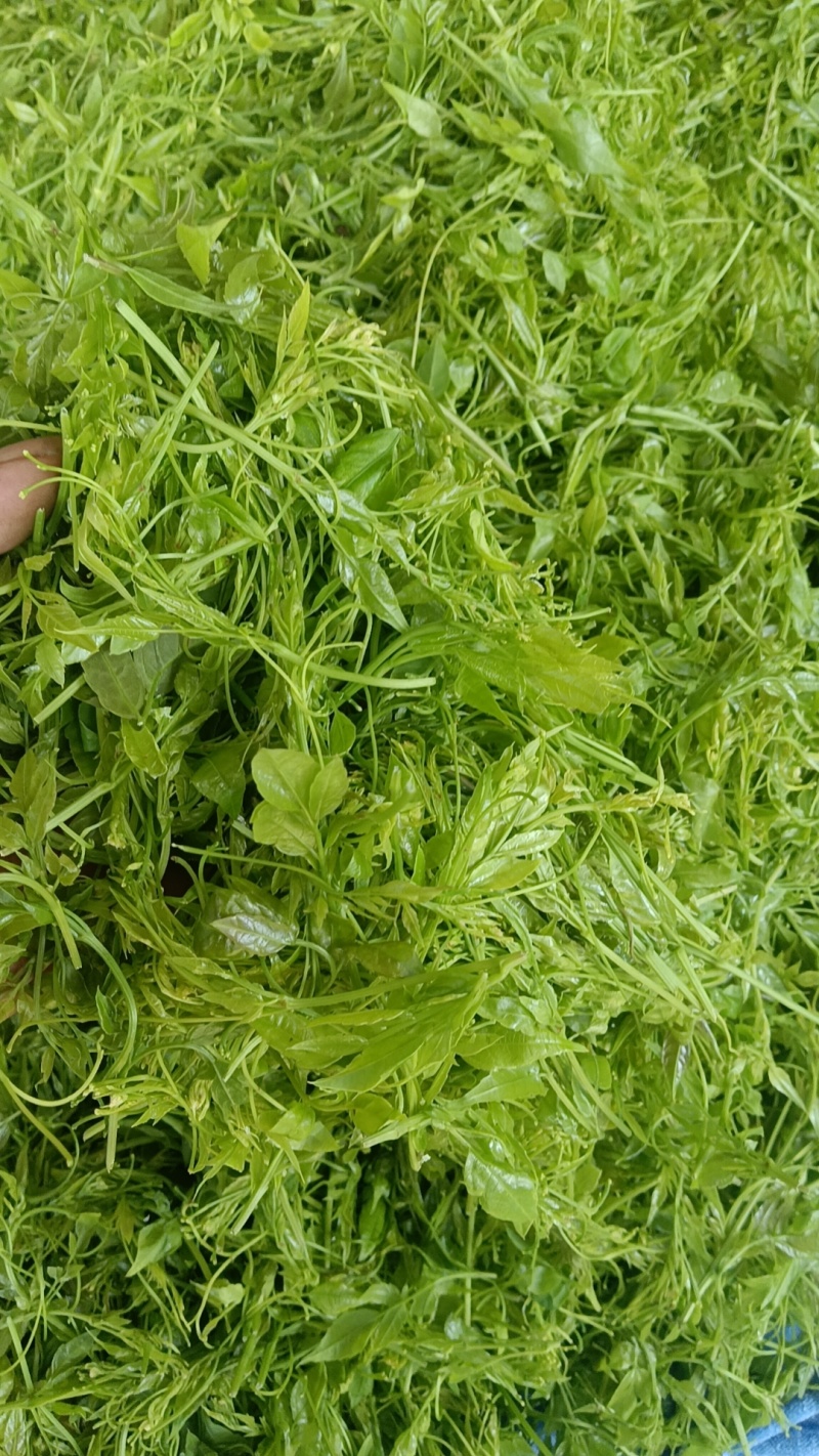 莓茶