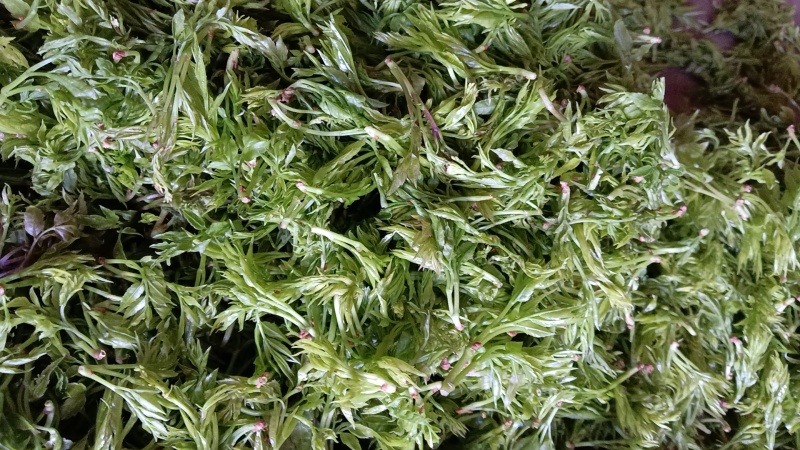 莓茶