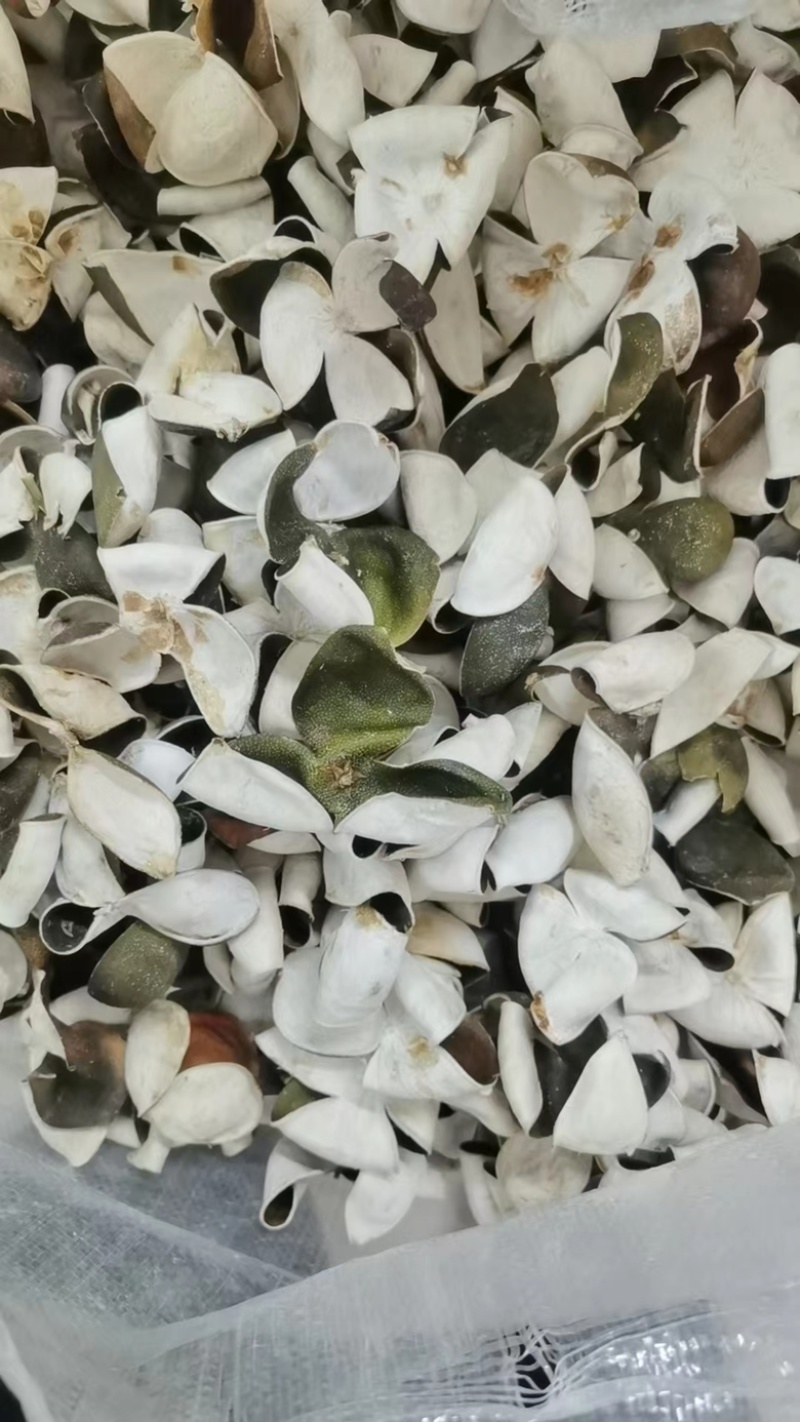 陈皮三花陈皮青陈皮展会地摊电商批发陈皮干
