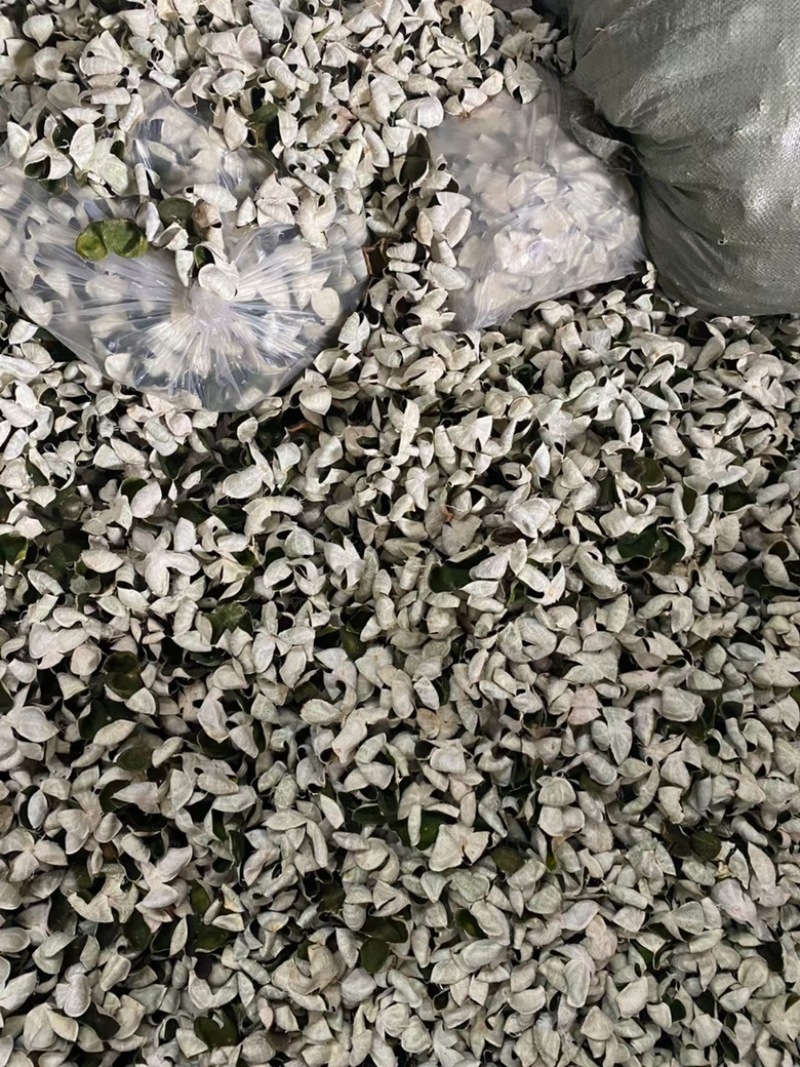 陈皮三花陈皮青陈皮展会地摊电商批发陈皮干