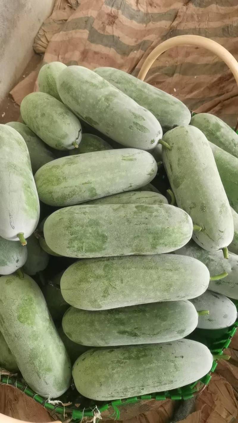 【推荐】白毛节瓜1.5至3斤基地直供质量保证，大基地种植