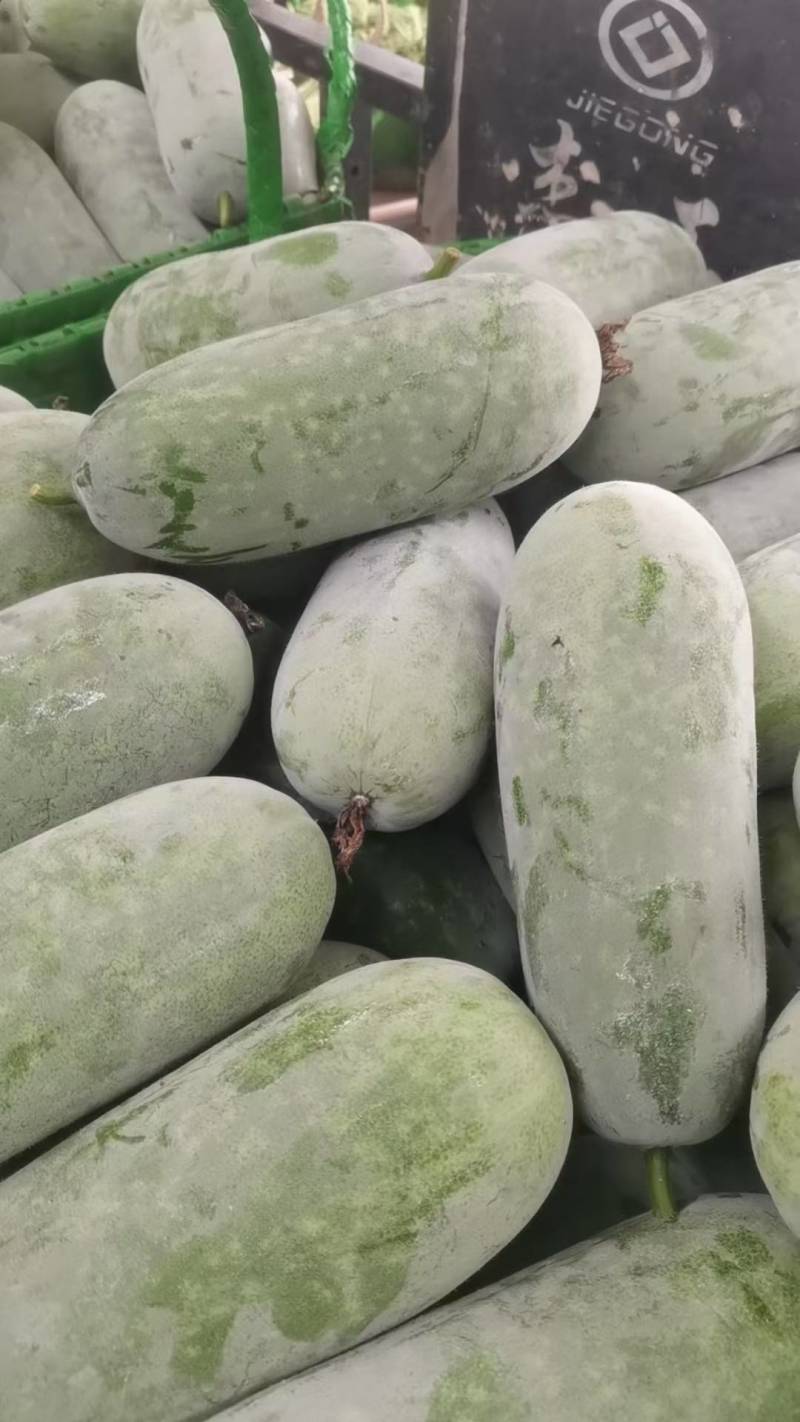 【推荐】白毛节瓜1.5至3斤基地直供质量保证，大基地种植