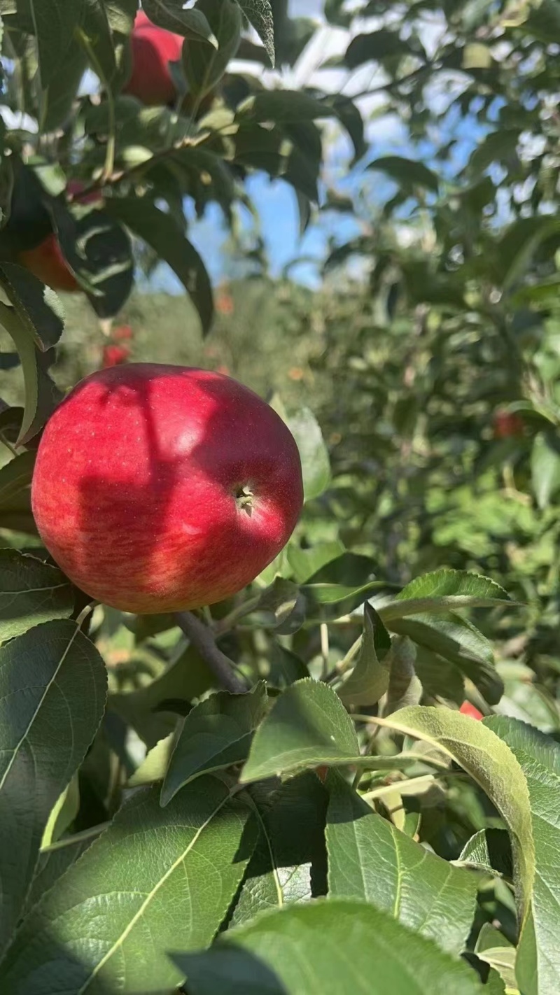 云南昭通早熟红露苹果代收代办一件代发整车待发落地配