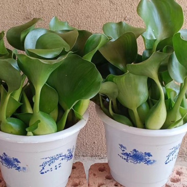 水葫芦花