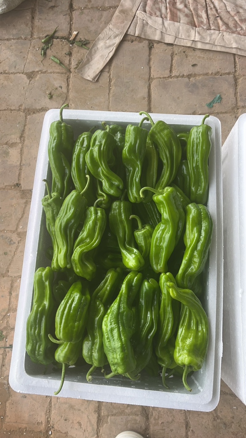 大皱皮【芜湖椒】薄皮椒大量上市需要的老板联系，全国发货