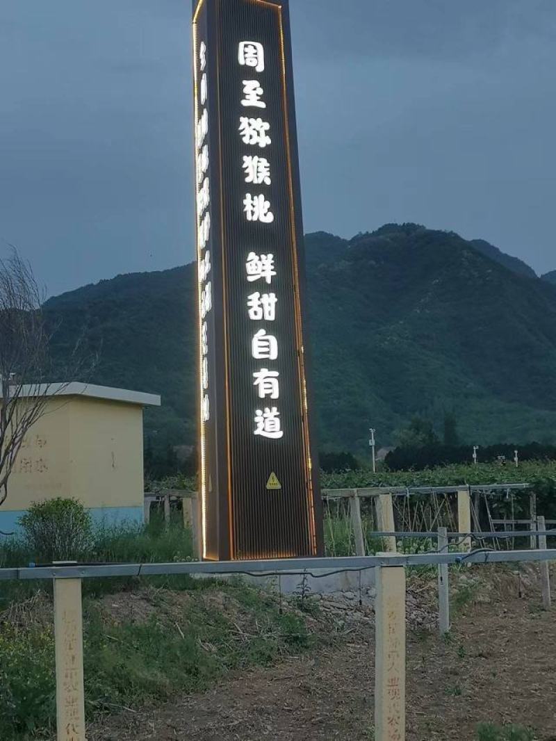 西安市周至县优质猕猴产地直发支持全国发货现摘现卖保质保量