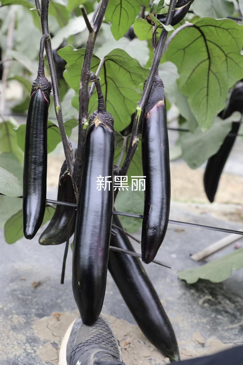龙盛茄子种子新黑丽茄子种子油黑亮丽长茄种子早熟黑长茄种子