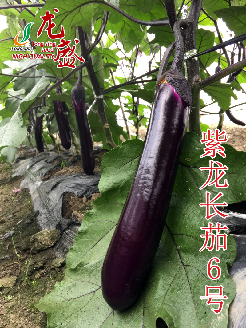 四川龙盛茄子种紫龙长茄6号茄子种籽紫红色长茄种子肉白色