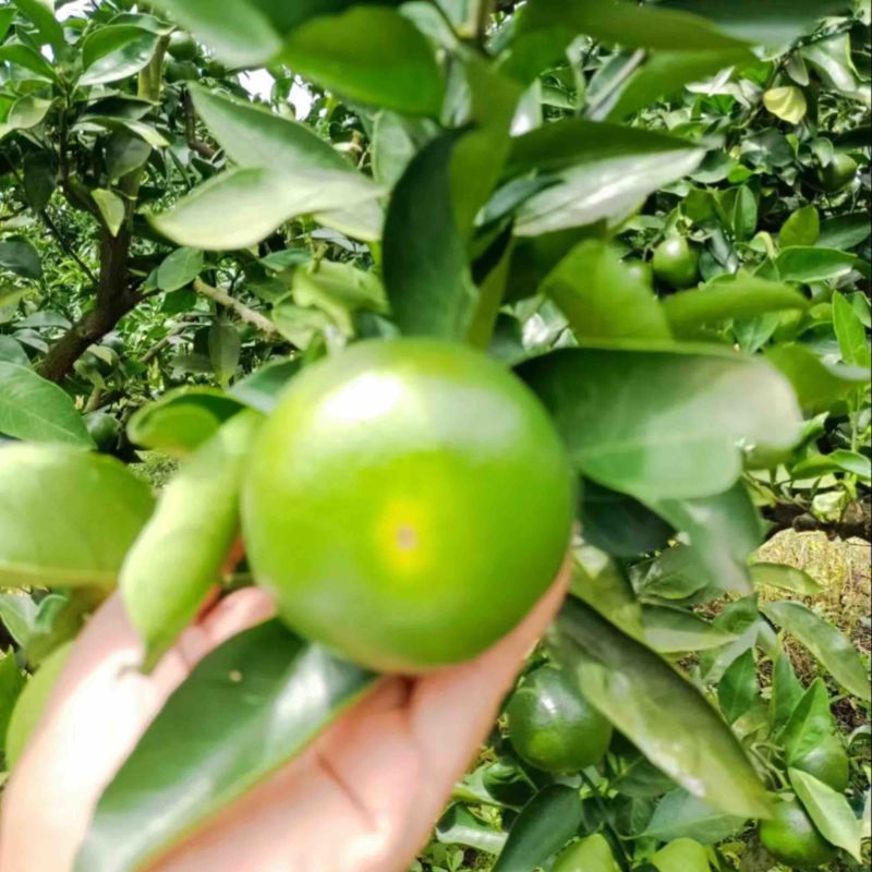 四川蜜橘，特早上市了，需要的老板可以联系我