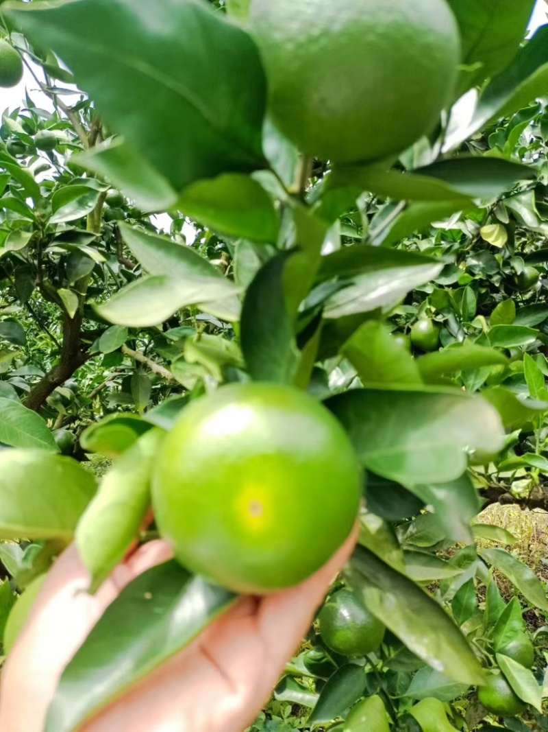 四川蜜橘，特早上市了，需要的老板可以联系我