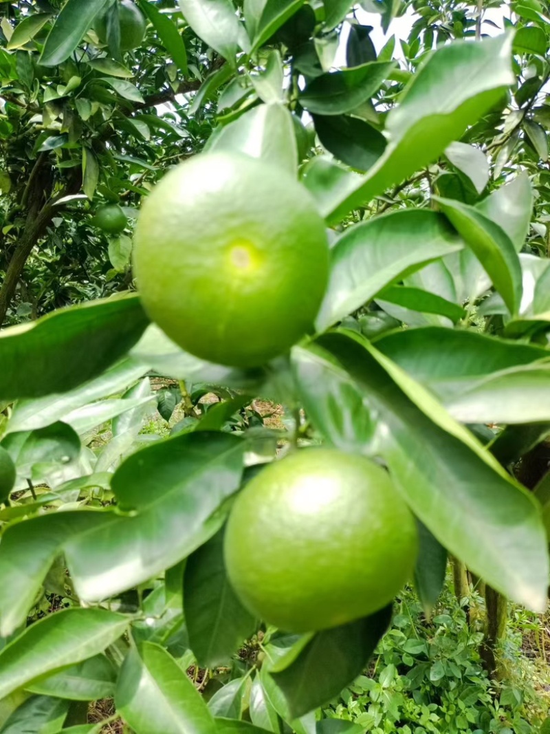 四川蜜橘，特早上市了，需要的老板可以联系我