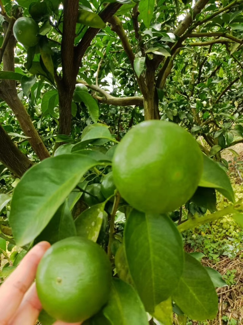 四川蜜橘，特早上市了，需要的老板可以联系我