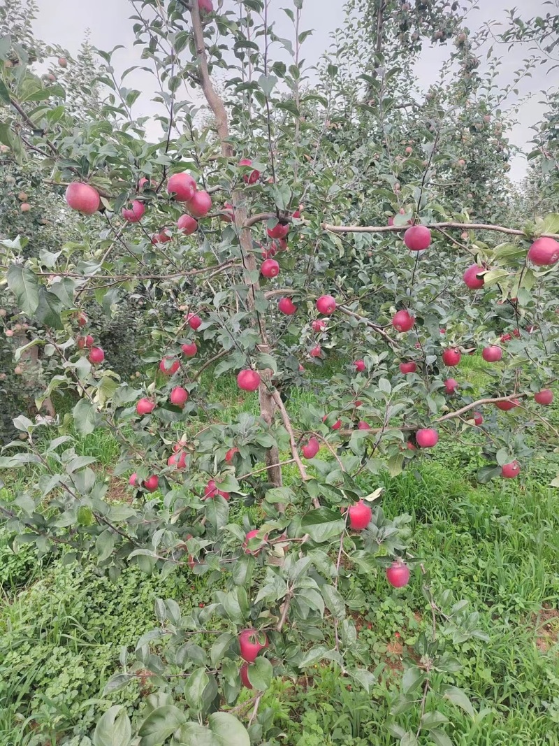 云南昭通早熟华硕苹果代收代办整车待发落地配