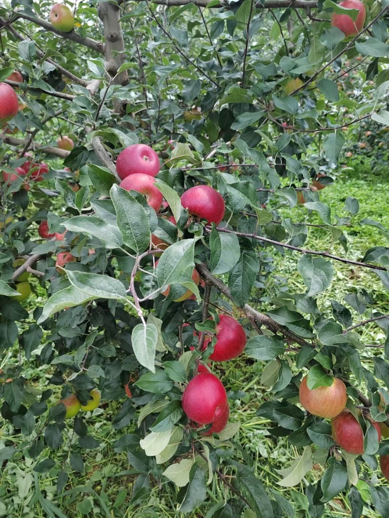 云南昭通早熟华硕苹果代收代办整车待发落地配