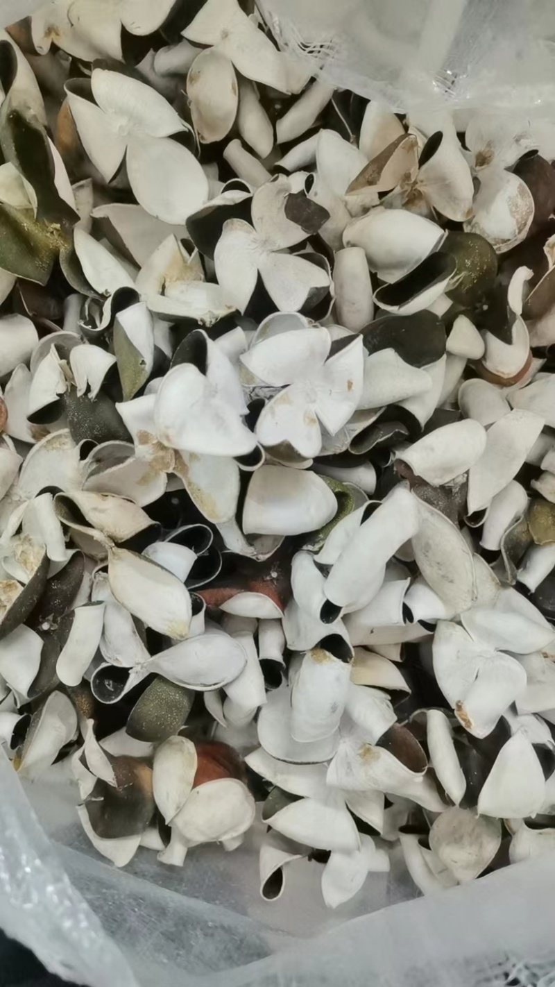 陈皮三花陈皮青陈皮展会地摊电商批发陈皮干