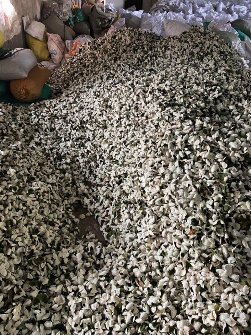 陈皮三花陈皮青陈皮展会地摊电商批发陈皮干