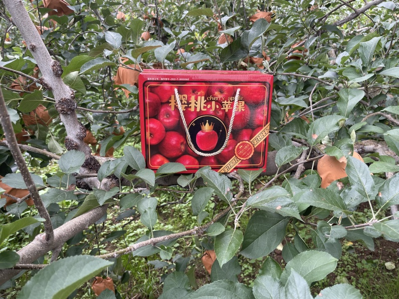 云南昭通冰糖心丑苹果樱桃小苹果整车待发落地配