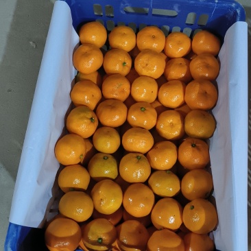 《实力》特早蜜橘蜜橘大份蜜无籽化渣薄皮欢迎来电详谈