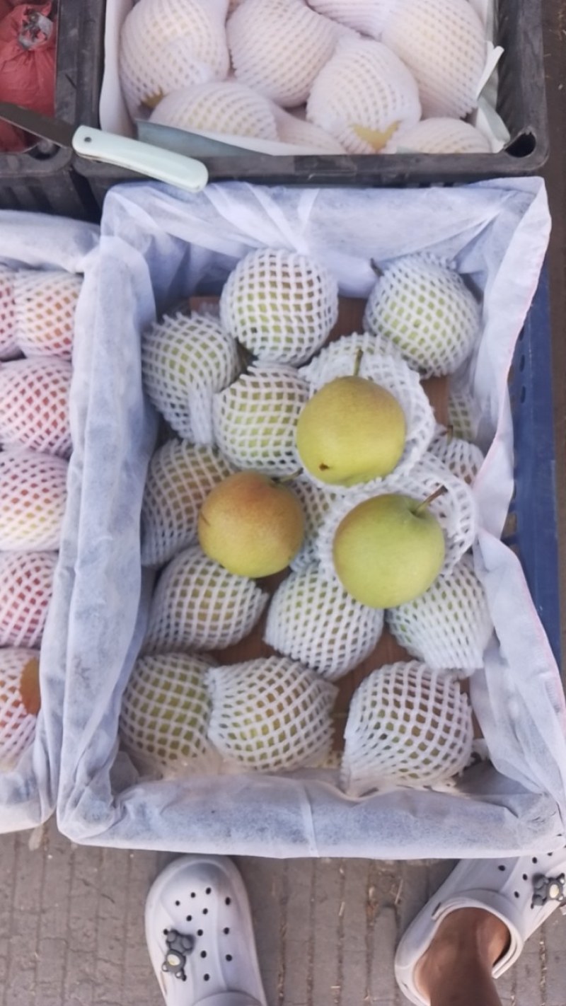 玉露香梨