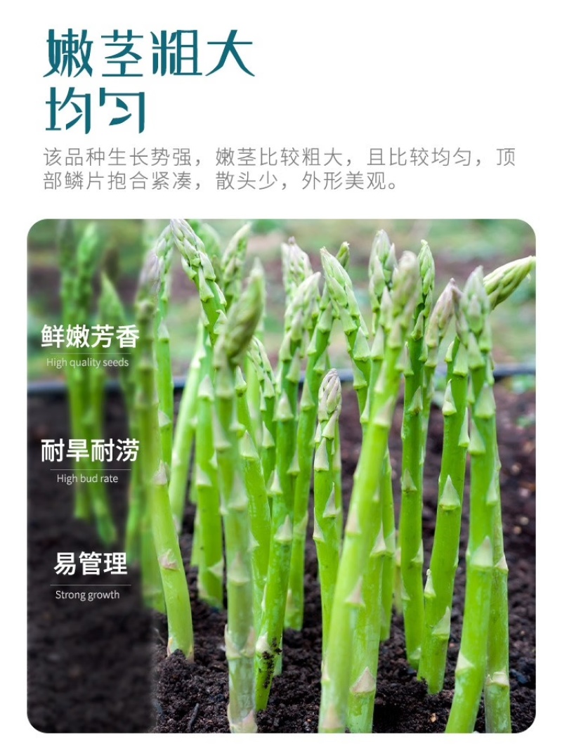 早收芦笋品种丰岛一号耐低温出笋早粗壮丰产