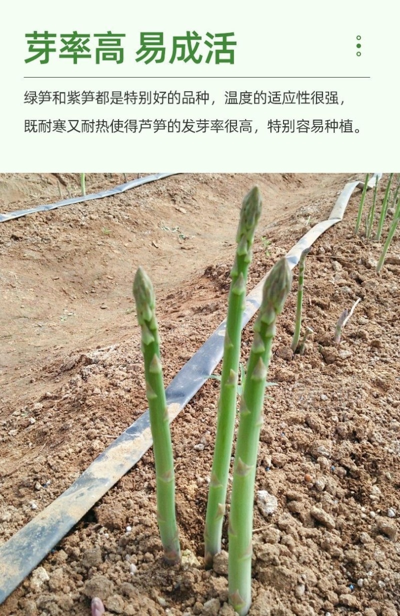 芦笋种子航育958丰产粗壮抗病顺直耐高温