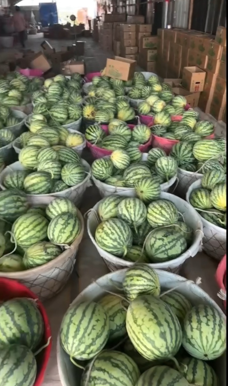 精品美都西瓜货源充足品质保证可视频看货欢迎老板来电