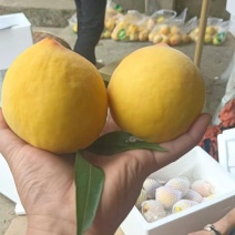 黄桃大量上市，