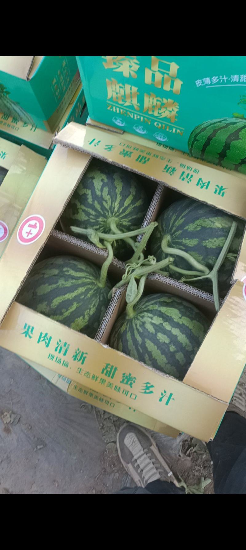 产地直发好货皮薄美都西瓜有籽无籽西瓜大量上市代发全国