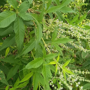 新鲜黄荆条