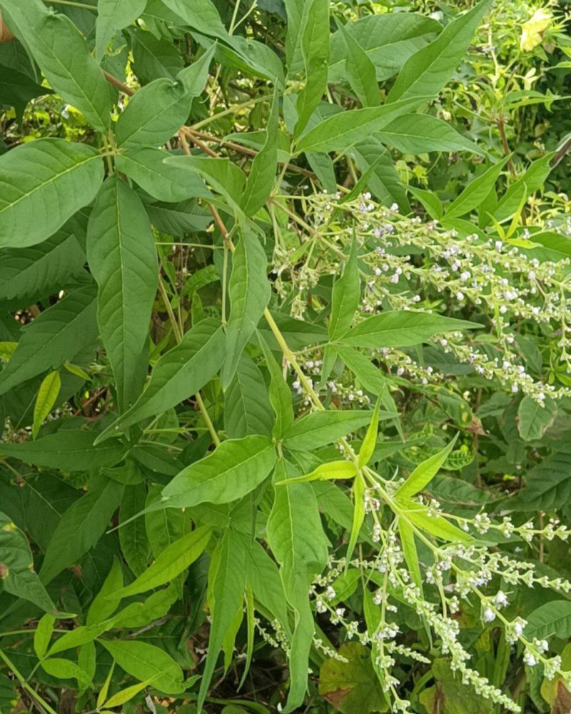 新鲜黄荆条