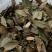 【推荐】四川老鹰茶供应保健茶茶叶火锅店专用