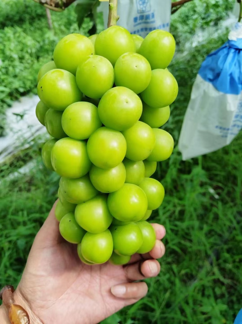 东北阳光玫瑰葡萄晴王葡萄大量现货欢迎来电