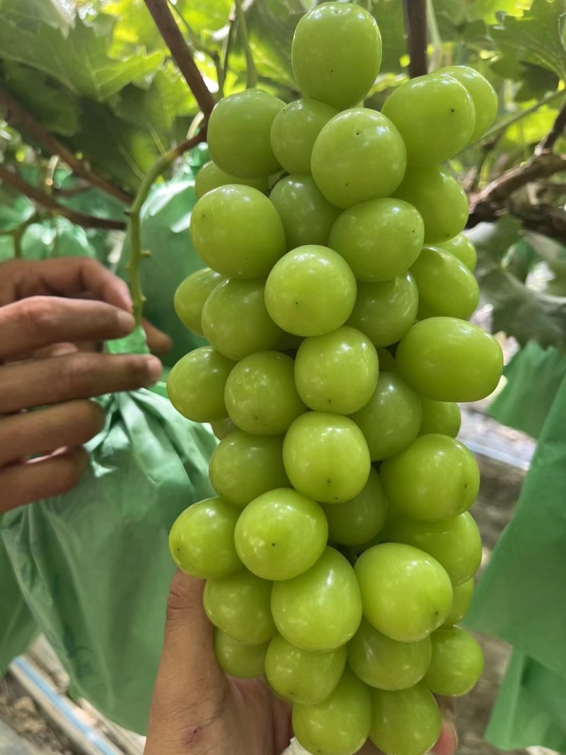 东北阳光玫瑰葡萄晴王葡萄大量现货欢迎来电