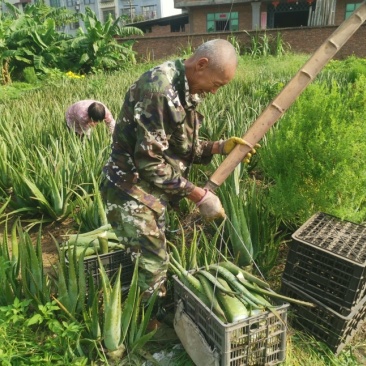 芦荟叶