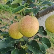 山西红酥密梨