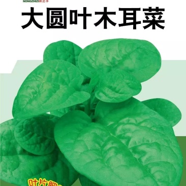 大圆叶大叶木耳菜农之子高产基地春夏秋三季可播营养丰富